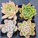 *GLGhybrid(1-502) Special hybrid pack of 4