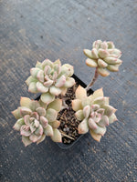 *GLGhybrid(1-773) Graptopetalum Mendozae hybrid 丸姬杂