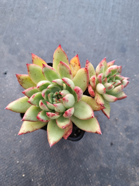 *GLGhybrid(1-1017) Echeveria Agavoides hybrid 冬云杂