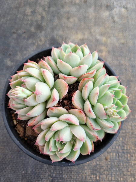 *GLGhybrid (2-237) Echeveria Derenbergii hybrid 船长杂