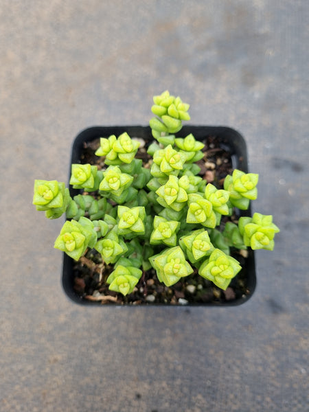 Crassula Rupestris Tom Thumb 小米星