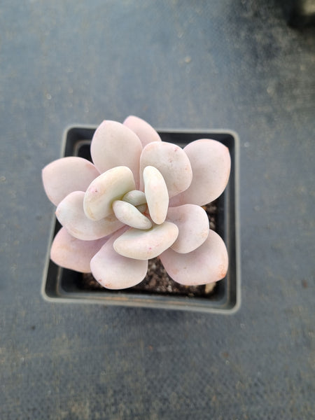 Graptoveria Snow Peach 雪桃