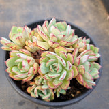*GLGhybrid(2-2) Echeveria Ballsii Hybrid 灰姑娘杂