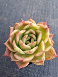 *GLGhybrid(1-819) Echeveria Agavoides Amestro hybrid 野马冬云杂
