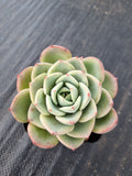 Echeveria Salmon 三文鱼