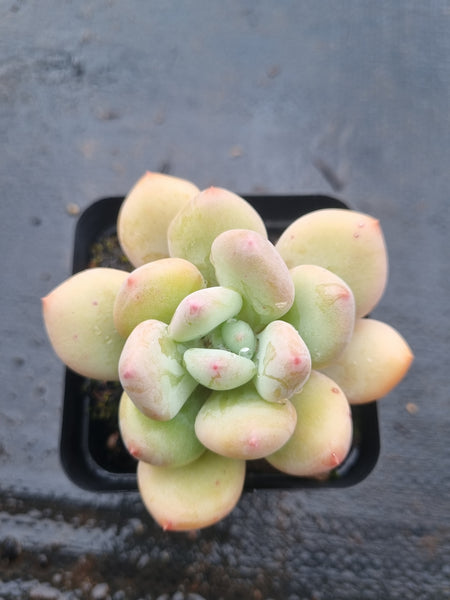 *GLGhybrid(1-1525) Pachyveria Elaine hybrid 香水杂