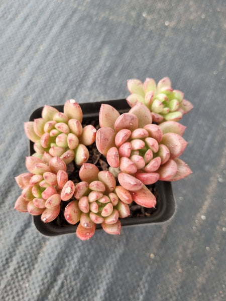 Graptoveria ‘Pink Ruby’ 红宝石