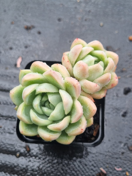 *GLGhybrid(1-1465) Echeveria Elegans 'Alba' hybrid 白月影杂