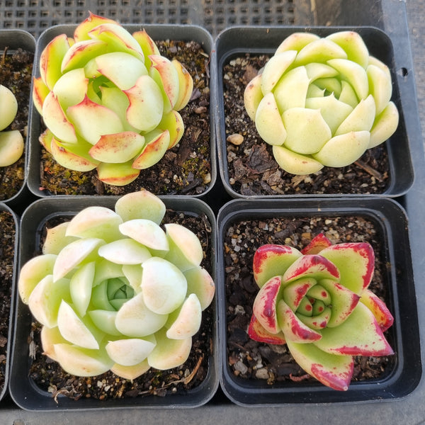 *GLGhybrid(1-1688) Special hybrid pack of 4