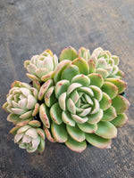 *GLGhybrid(2-262)Echeveria Elegans 'Alba' hybrid 白月影杂