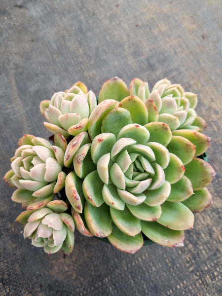 *GLGhybrid(2-262)Echeveria Elegans 'Alba' hybrid 白月影杂