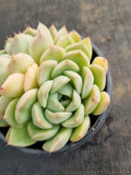 *GLGhybrid(2-190) Echeveria Elegans 'Alba' hybrid 白月影杂