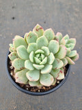 Echeveria Jelly Jam 回声