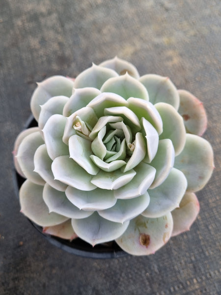 *GLGhybrid (2-238)  Echeveria Mexican Snowball hybrid 墨西哥雪球杂