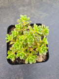 Aeonium Sedifolium x Spathulatum 小人祭