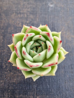 *GLGhybrid(1-1241) Echeveria agavoides Ebony hybrid 乌木杂