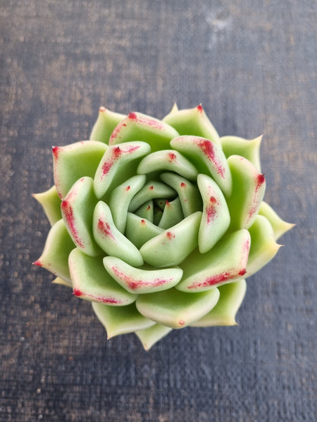 *GLGhybrid(1-1241) Echeveria agavoides Ebony hybrid 乌木杂