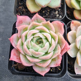 *GLGhybrid(1-500) Special hybrid pack of 4