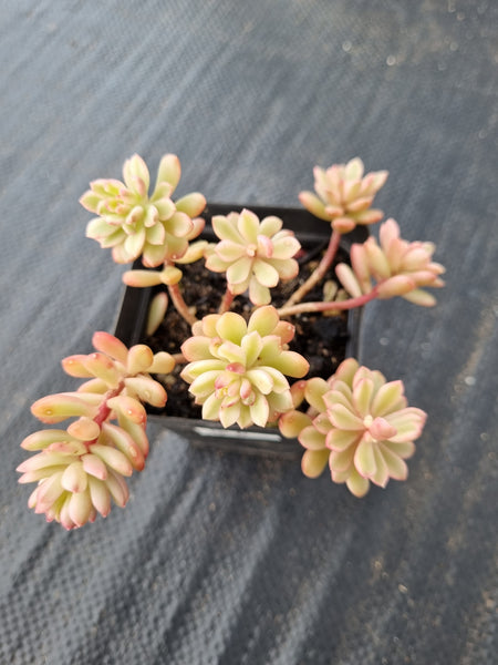 Sedum Joyce Tulloch variegated 塔洛克锦