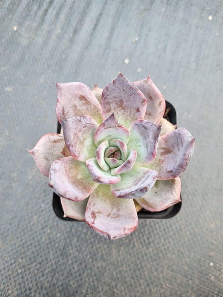 *GLGhybrid(1-1377) Echeveria 'Bloody Maria' hybrid 血色玛丽亚杂