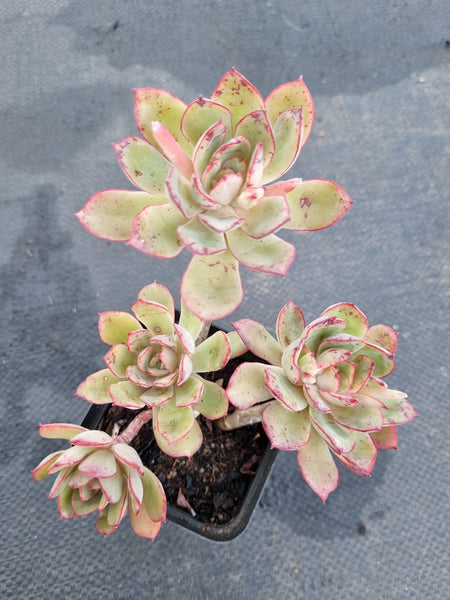 *GLGhybrid(1-1180) Echeveria Ballsii Hybrid 灰姑娘杂