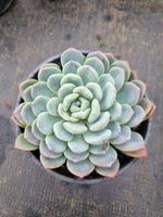 11cm pot Pachyveria Scheideckeri 红卷叶11cm盆