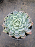 11cm pot Pachyveria Scheideckeri 红卷叶11cm盆