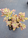 Graptosedum Little Beauty 小美女