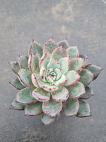 *GLGhybrid(1-1121) Echeveria Puebla hybrid 普埃布拉杂