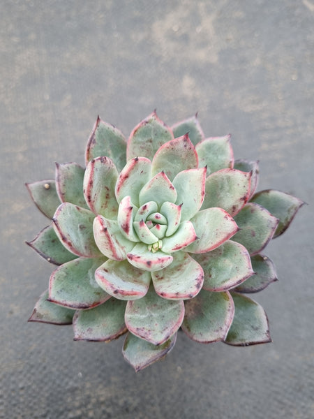 *GLGhybrid(1-1121) Echeveria Puebla hybrid 普埃布拉杂