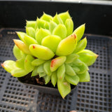 *GLGhybrid(1-232) Echeveria malgan 麦秆