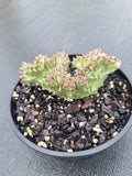 Euphorbia Lactea Crestate