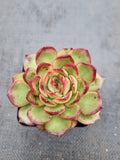 Echeveria 'Puli-lindsayana' 宝丽安娜