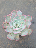 *GLGhybrid(1-1563) Echeveria Laulensis hybrid 劳伦斯杂