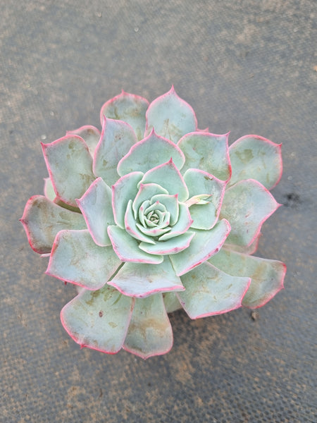 *GLGhybrid(1-1563) Echeveria Laulensis hybrid 劳伦斯杂