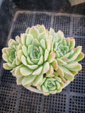 *GLGhybrid(2-87) Echeveria Elegans 'Alba' hybrid 白月影杂
