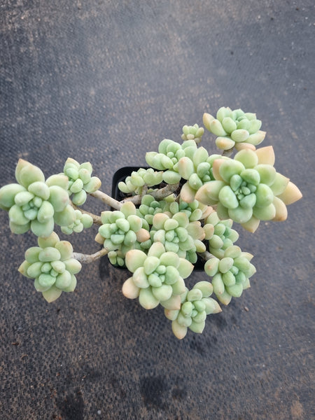 *GLGhybrid(1-825) Graptopetalum ‘Blush Danko’ 绯丸