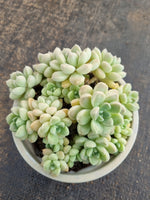*GLGhybrid(2-285) Graptopetalum Mendozae hybrid 丸姬杂