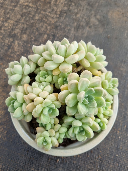*GLGhybrid(2-285) Graptopetalum Mendozae hybrid 丸姬杂