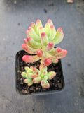 Sedum Pachyphyllum 乙女心