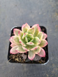 Echeveria Minibelle Variegated 小叮当锦
