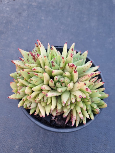 11cm pot Echeveria agavoides Corderoyi f. cristata 虎鲸11cm盆