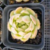 *GLGhybrid(1-1689) Special hybrid pack of 4