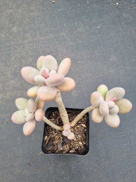 *GLGhybrid(1-1085) Pachyveria 'Concubine's Finger' 贵妃手指