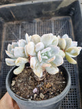 11cm pot Echeveria 'Exotic' 雪特