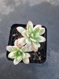 Echeveria Minibelle Variegated 小叮当锦