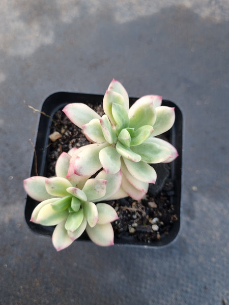Echeveria Minibelle Variegated 小叮当锦