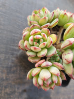*GLGhybrid(1-839) Sedeveria Blue Elf hybrid 蓝精灵杂