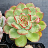 *GLGhybrid(1-498) Special hybrid pack of 4