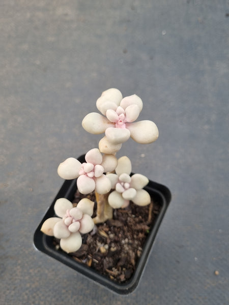 *GLGhybrid(1-1132) Graptopetalum Mendozae X Ellen丸姬杂艾伦